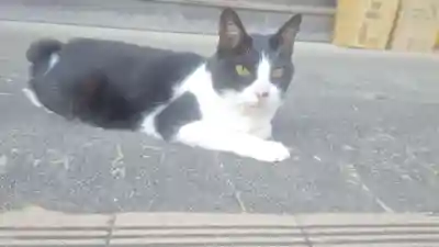 井際山 如意輪寺(愛知県)