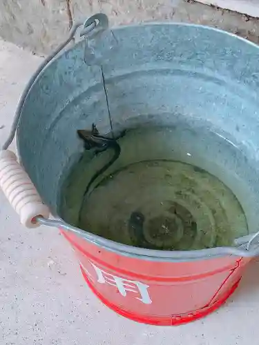 川田八幡神社の動物