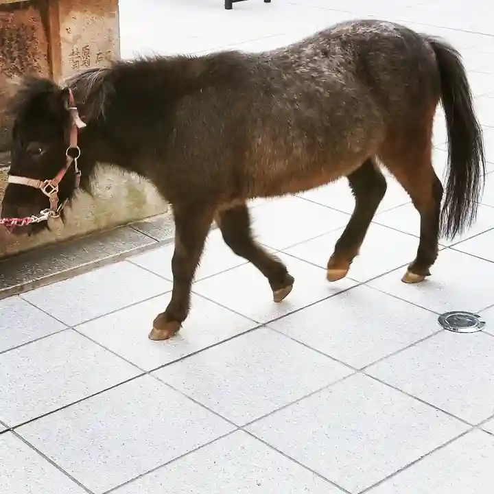神田神社(神田明神)の動物