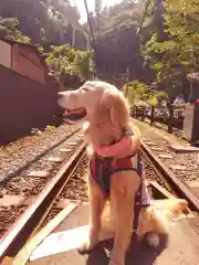 御霊神社の動物