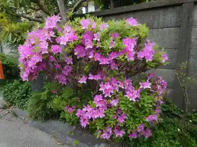 日枝大神(神奈川県)