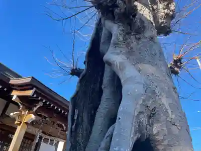 秋葉神社の自然