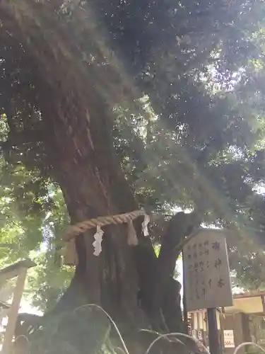 豊川進雄神社の自然