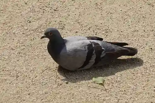 四天王寺の動物
