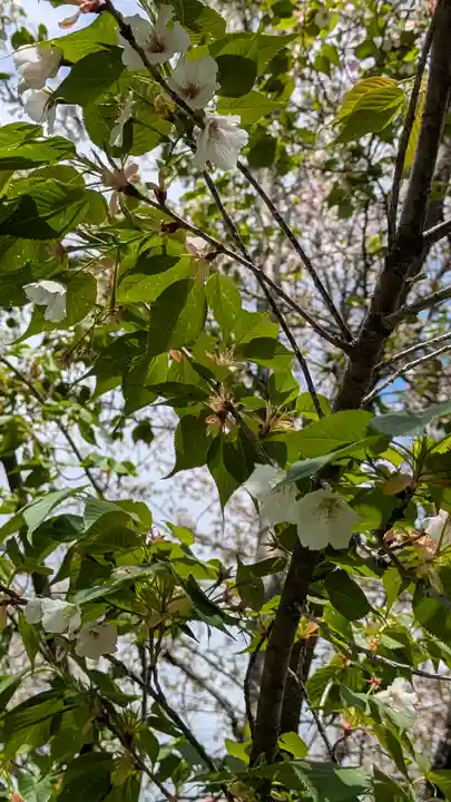 平野神社(京都府)