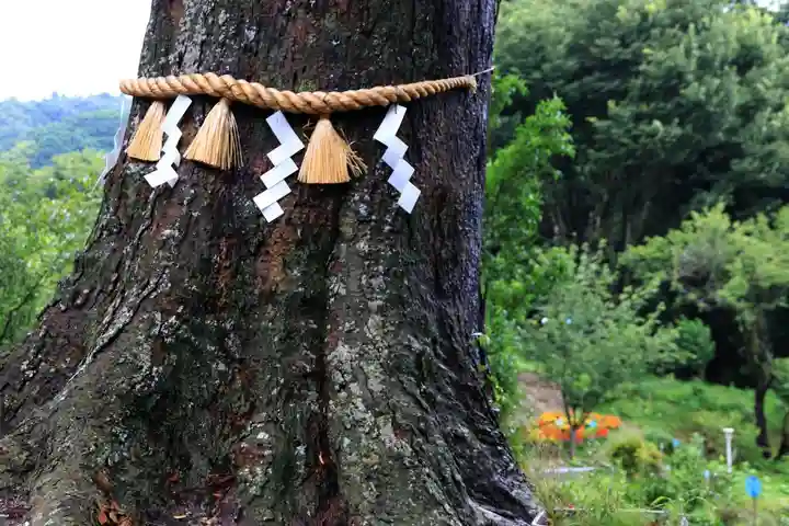 阿久津「田村神社」(郡山市阿久津町)旧社名:伊豆箱根三嶋三社の自然