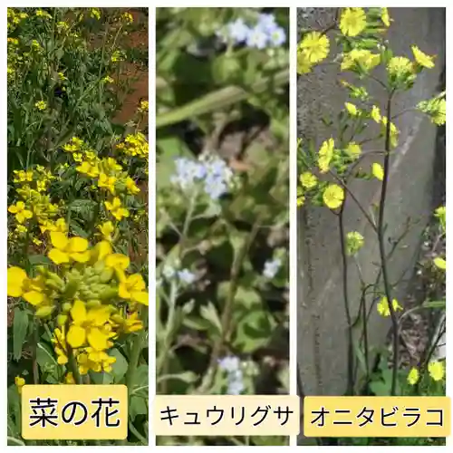 伊勢原 法泉寺の自然