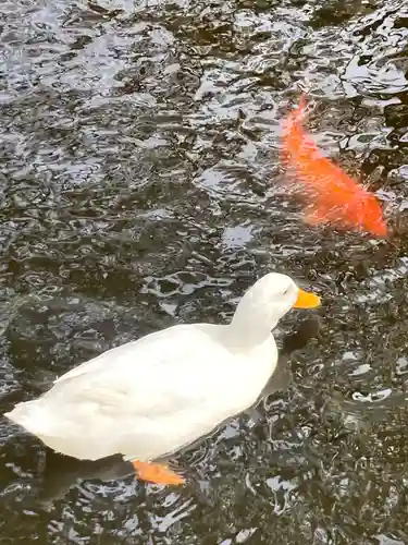 平塚八幡宮(神奈川県)