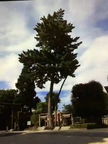 中野沼袋氷川神社(東京都)