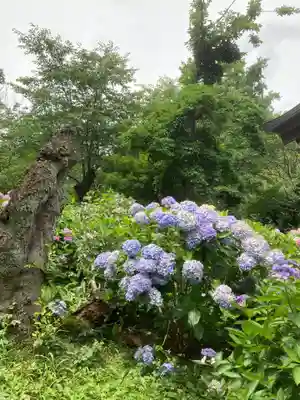 本土寺(千葉県)