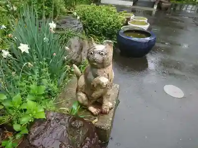 御誕生寺（猫寺）の狛犬