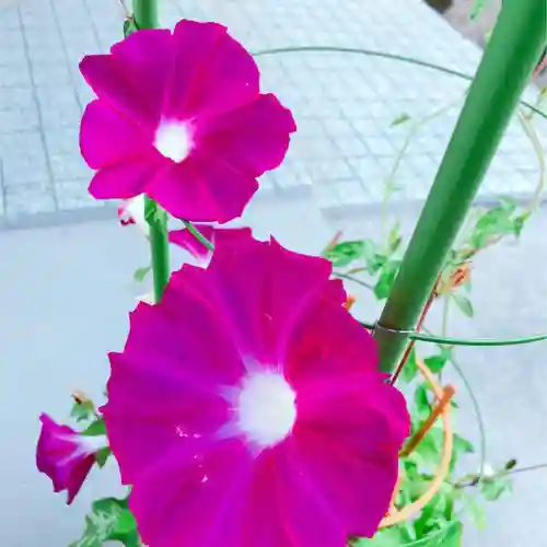 東海市熊野神社の自然