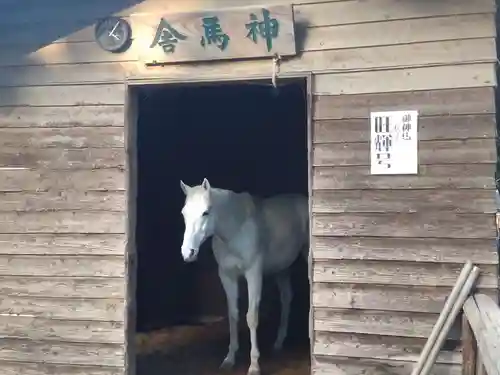 小室浅間神社の動物