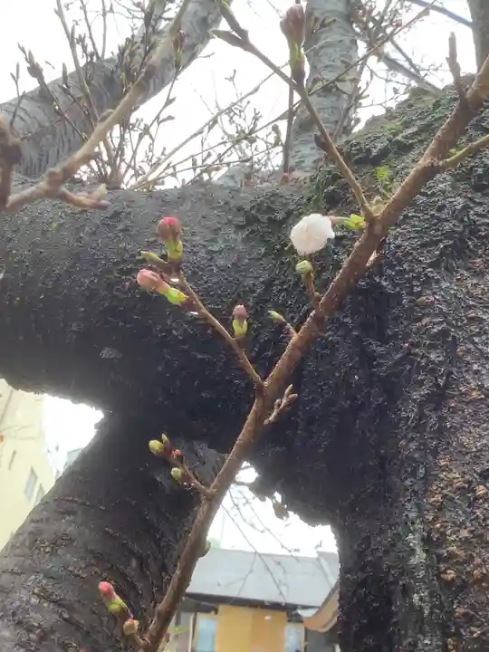 三輪神社の自然