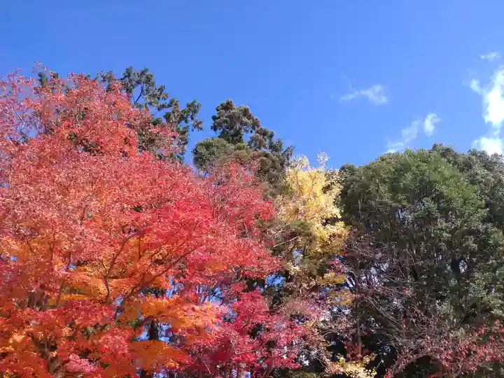 賀茂別雷神社(上賀茂神社)の自然