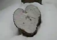 大谷地神社の自然