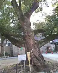 難波神社の自然