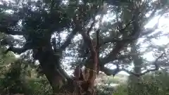 浅間神社の自然