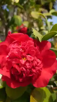 金泉寺の{uncategorized: "未分類", other: "その他", undefined: "問題あり", building: "その他建物", grave: "お墓", sacred_gate: "鳥居", guardian: "狛犬", statue: "像", buddha: "仏像", history: "歴史", nature: "自然", garden: "庭園", animal: "動物", pagoda: "塔", temizu: "手水舎", mountain_gate: "山門・神門", sanctuary: "本殿・本堂", subordinate: "末社・摂社", art: "芸術", scenery: "景色", jizo: "地蔵", ema: "絵馬", goshuin: "御朱印", omikuji: "おみくじ", items: "授与品その他", amulet: "お守り", goshuincho: "御朱印帳", eats: "食事", festival: "お祭り", votive_dance: "神楽", shichigosan: "七五三参", wedding: "結婚式", experience: "体験その他", initially: "初詣", around: "周辺", anti_infection: "感染症対策"}