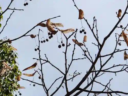 太山寺(兵庫県)