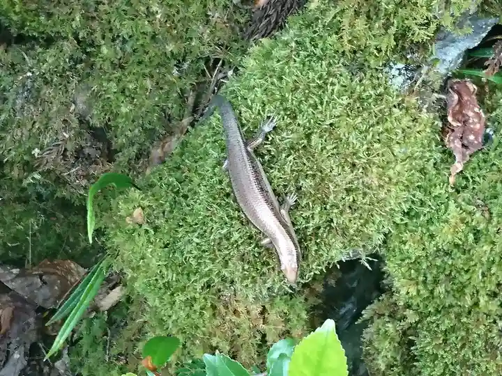 弁財天白龍王大権現(福井県)