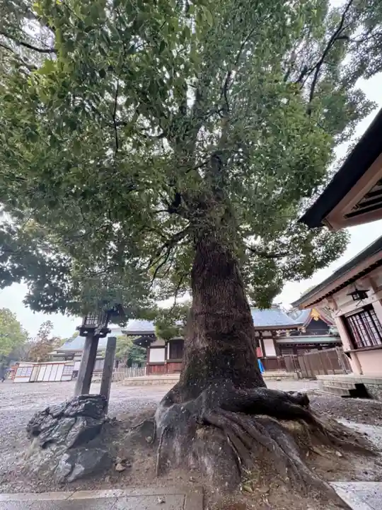 服織神社(真清田神社境内社)(愛知県)