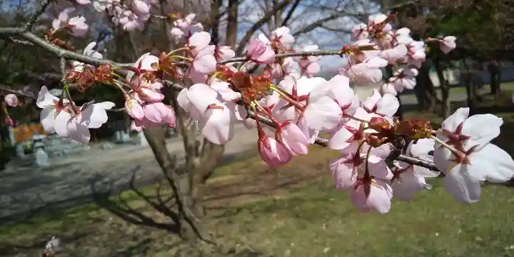 北海道護國神社の自然