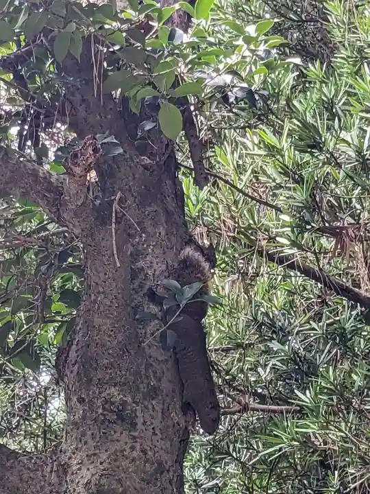 元城町東照宮の動物