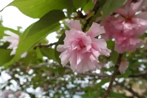 神足神社の自然