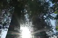 夏井諏訪神社の自然