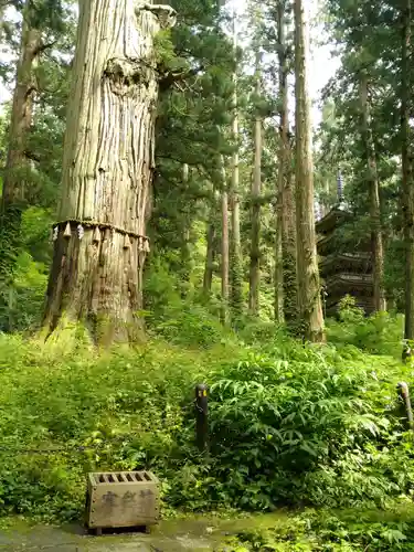 出羽神社(出羽三山神社)～三神合祭殿～の自然