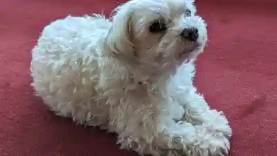 本昌寺(京都府)