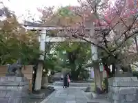 安井金比羅宮の鳥居