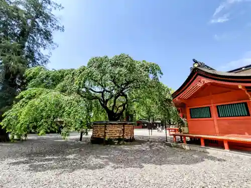 富士山本宮浅間大社の自然
