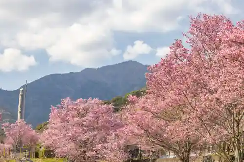 大山阿夫利神社の自然