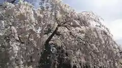 宗像神社の自然