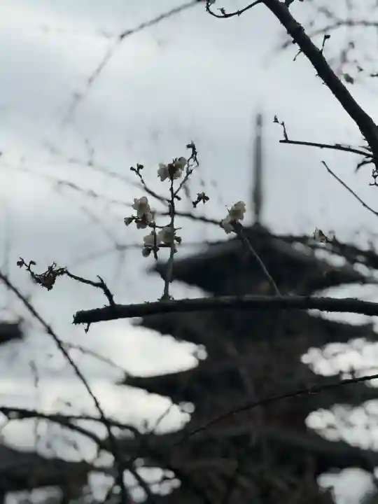 法隆寺の{uncategorized: "未分類", other: "その他", undefined: "問題あり", building: "その他建物", grave: "お墓", sacred_gate: "鳥居", guardian: "狛犬", statue: "像", buddha: "仏像", history: "歴史", nature: "自然", garden: "庭園", animal: "動物", pagoda: "塔", temizu: "手水舎", mountain_gate: "山門・神門", sanctuary: "本殿・本堂", subordinate: "末社・摂社", art: "芸術", scenery: "景色", jizo: "地蔵", ema: "絵馬", goshuin: "御朱印", omikuji: "おみくじ", items: "授与品その他", amulet: "お守り", goshuincho: "御朱印帳", eats: "食事", festival: "お祭り", votive_dance: "神楽", shichigosan: "七五三参", wedding: "結婚式", experience: "体験その他", initially: "初詣", around: "周辺", anti_infection: "感染症対策"}