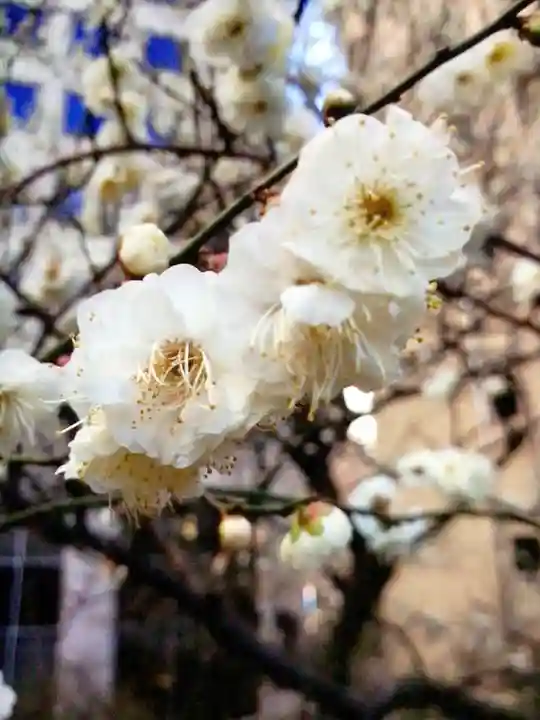 銀世界稲荷神社(東京都)