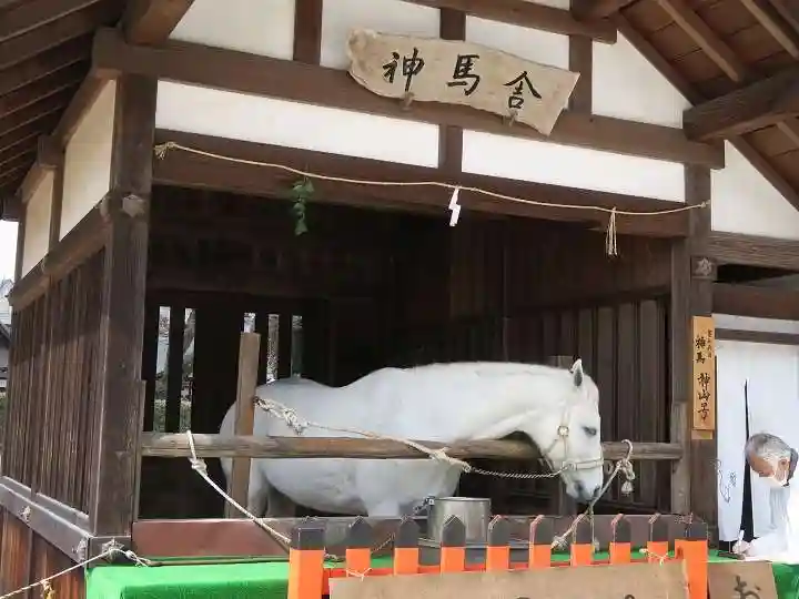 賀茂別雷神社(上賀茂神社)の動物