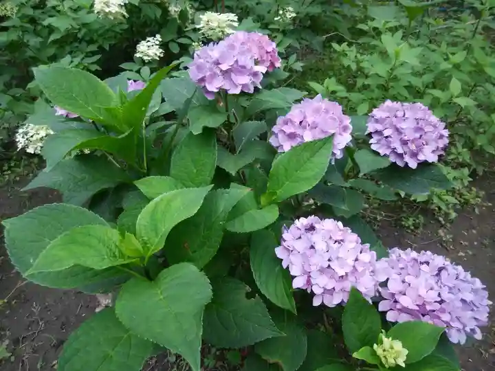 端野神社の自然