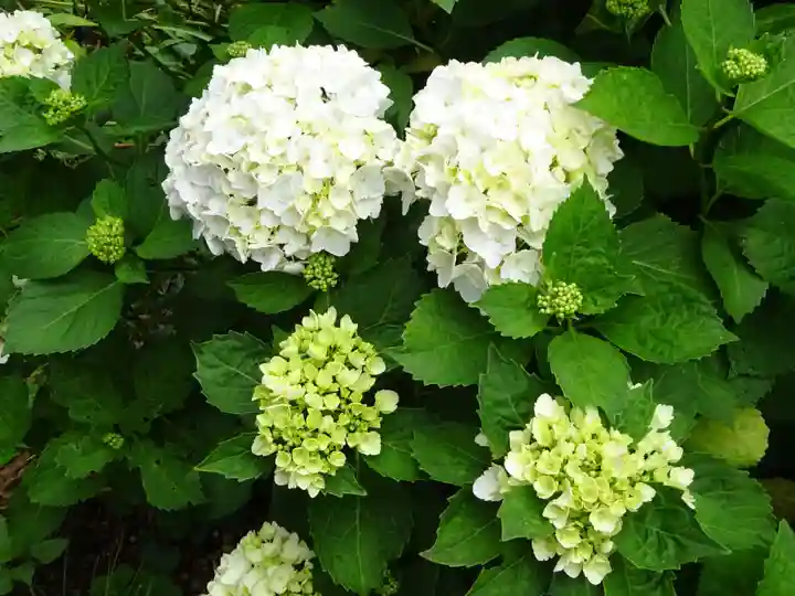 弥生神社の自然