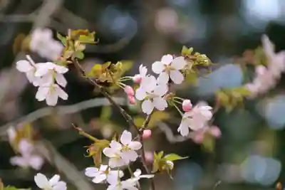 赤津稲荷神社の自然