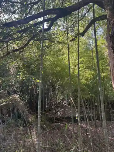 眞名井神社（籠神社奥宮）の{uncategorized: "未分類", other: "その他", undefined: "問題あり", building: "その他建物", grave: "お墓", sacred_gate: "鳥居", guardian: "狛犬", statue: "像", buddha: "仏像", history: "歴史", nature: "自然", garden: "庭園", animal: "動物", pagoda: "塔", temizu: "手水舎", mountain_gate: "山門・神門", sanctuary: "本殿・本堂", subordinate: "末社・摂社", art: "芸術", scenery: "景色", jizo: "地蔵", ema: "絵馬", goshuin: "御朱印", omikuji: "おみくじ", items: "授与品その他", amulet: "お守り", goshuincho: "御朱印帳", eats: "食事", festival: "お祭り", votive_dance: "神楽", shichigosan: "七五三参", wedding: "結婚式", experience: "体験その他", initially: "初詣", around: "周辺", anti_infection: "感染症対策"}