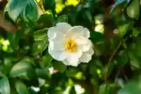 宇治神社(京都府)