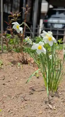 新琴似神社(北海道)