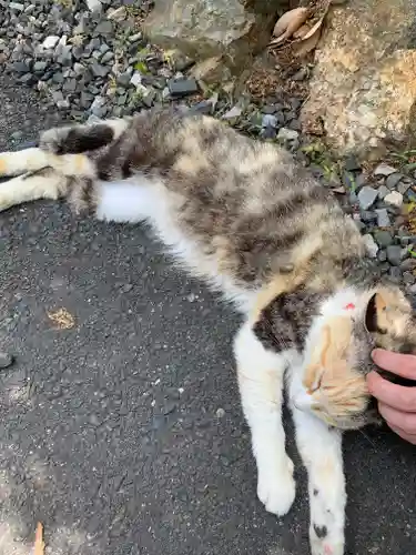 唐澤山神社の動物