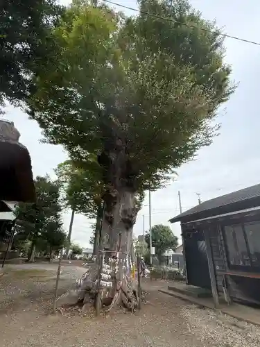 髙部屋神社(神奈川県)