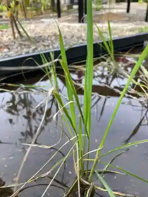 總社 和田八幡宮(福井県)