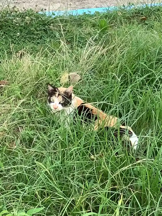 溝旗神社(肇國神社)の動物