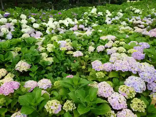 三室戸寺(京都府)